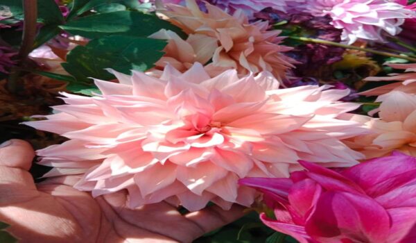 Daliya  Plants - Image 3