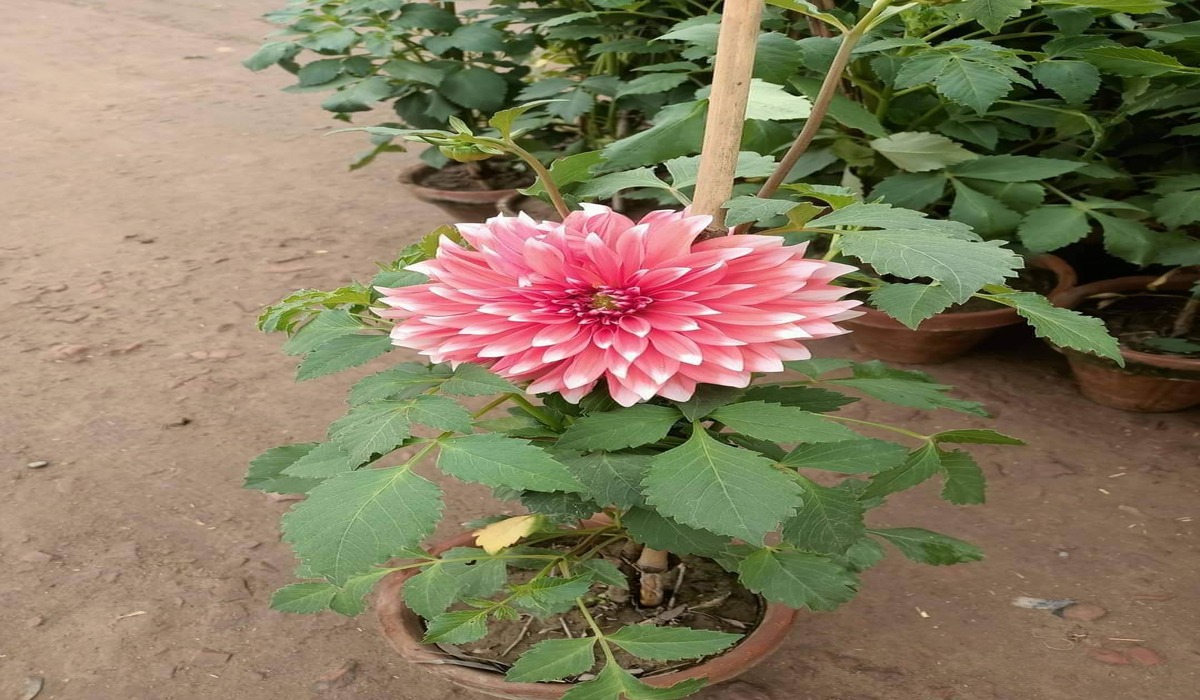 Daliya  Plants