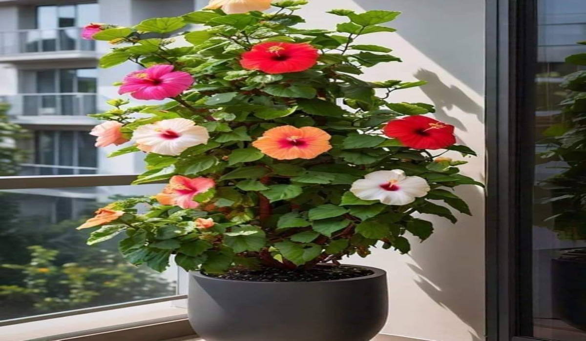 Jaswant Hibicus Plants