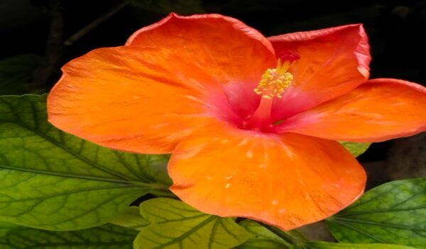 Jaswant Hibicus Plants - Image 5
