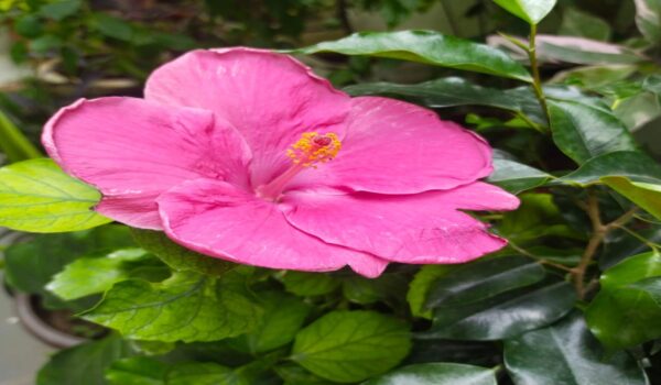 Jaswant Hibicus Plants - Image 6