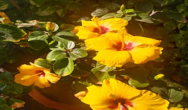 Jaswant Hibicus Plants - Image 7