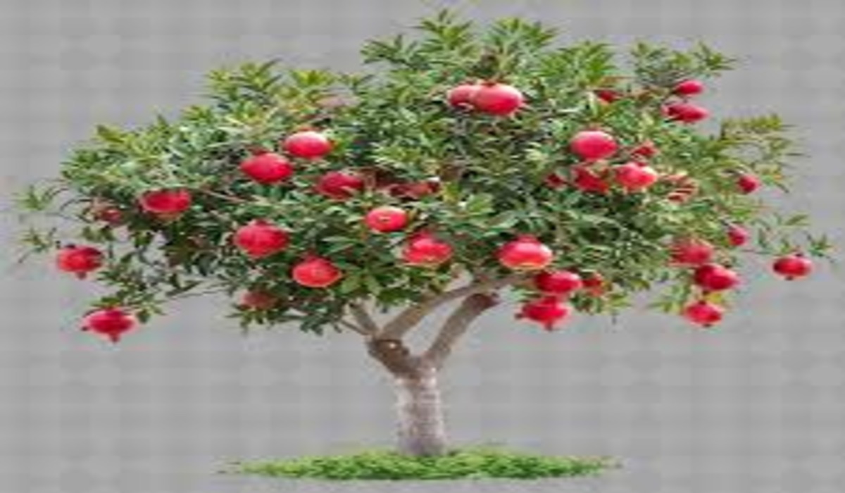 Pomegranate