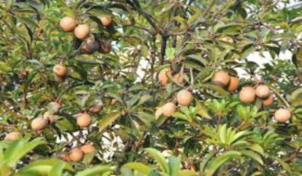 Chikoo - Image 2
