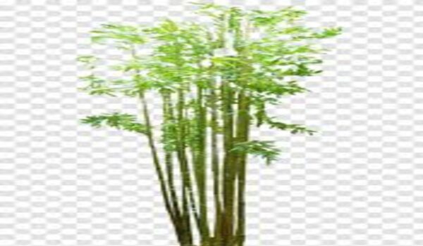 Bamboo Plant - Image 2
