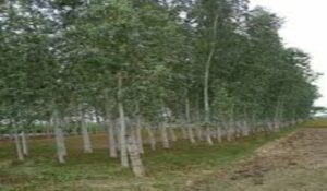 Eucalyptus/Nilgiri