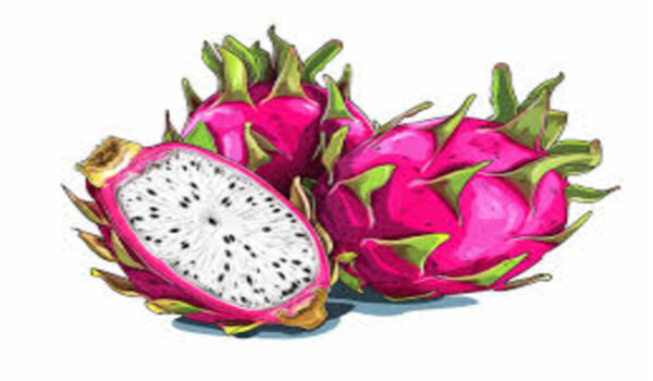 Dragan Fruit - Image 4