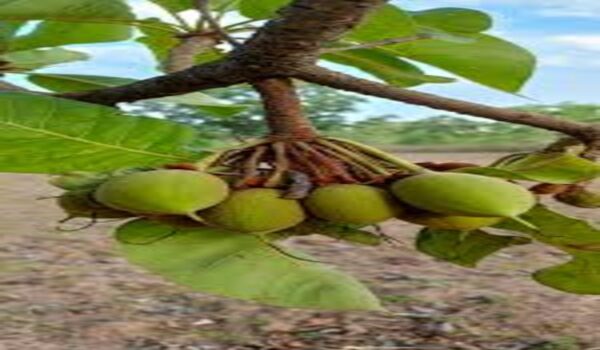 Mahua - Image 2