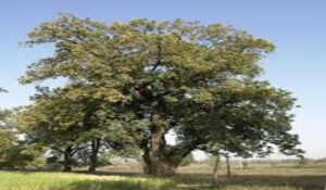 Mahua