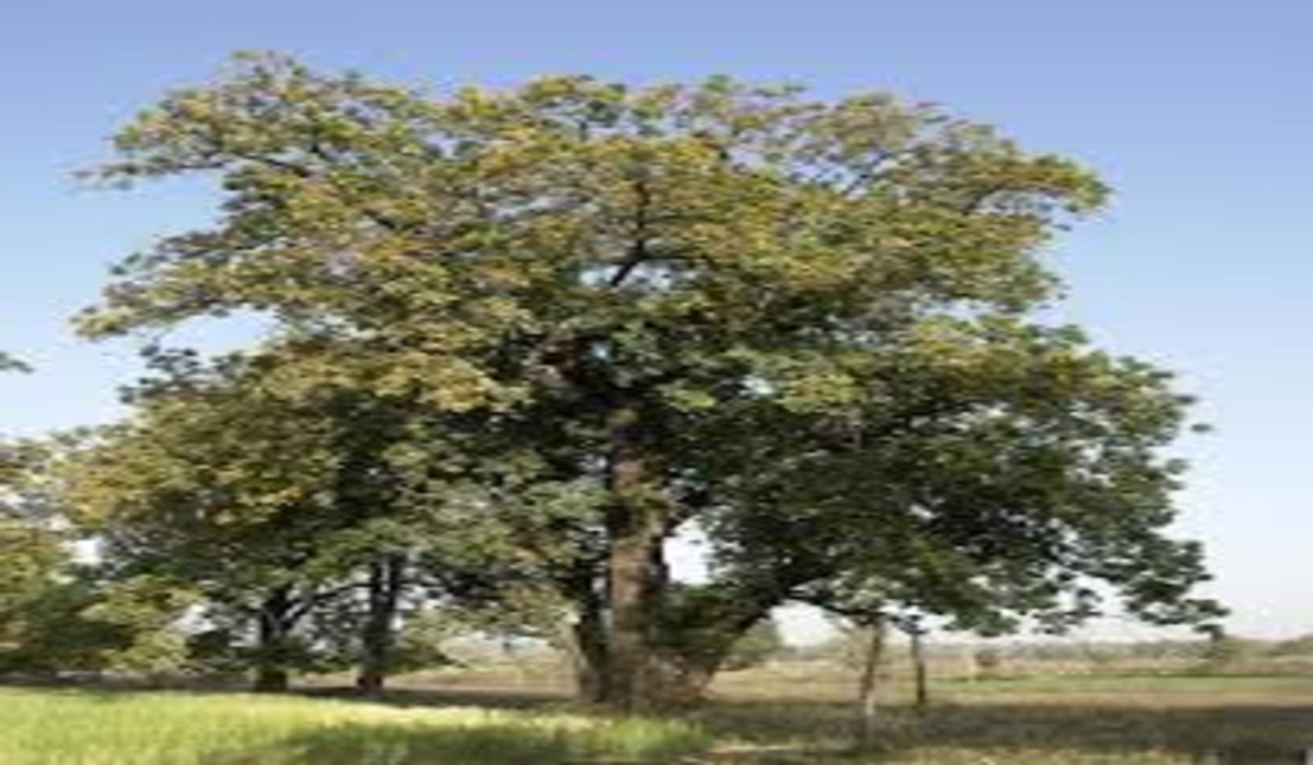 Mahua