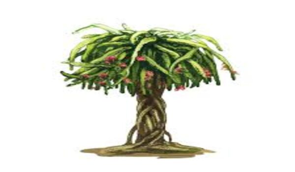 Dragan Fruit - Image 5
