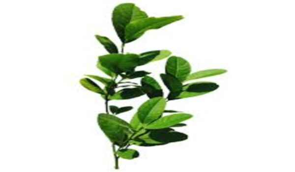 Mousambi - Image 2