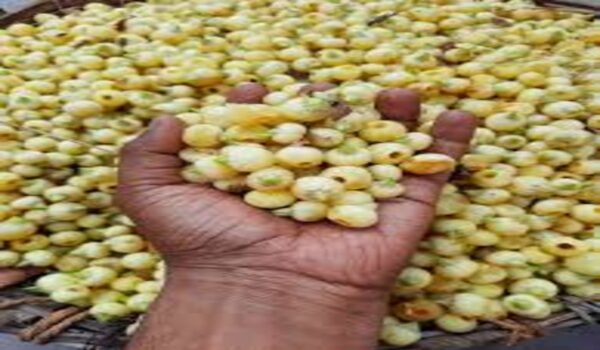 Mahua - Image 4