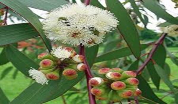 Eucalyptus/Nilgiri - Image 4