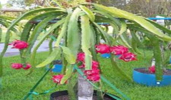 Dragan Fruit - Image 6