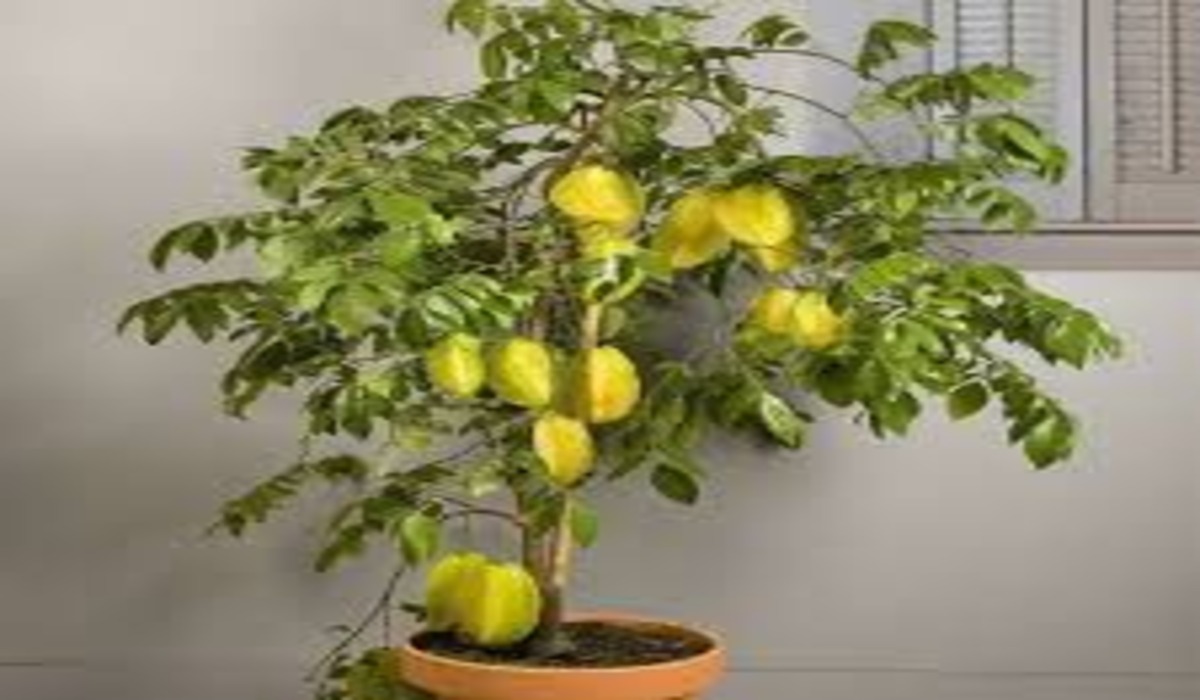 Star Fruit