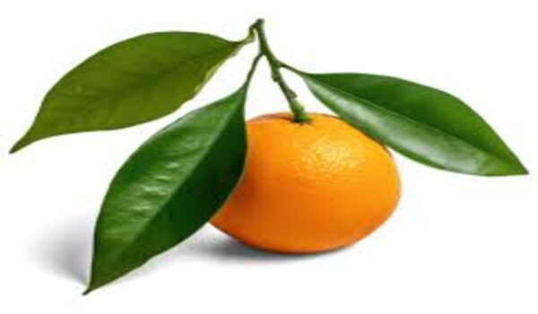 Orange - Image 3