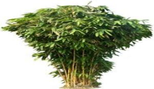 Bamboo Plant