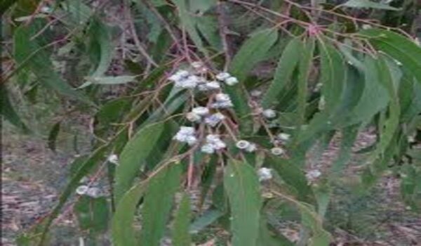 Eucalyptus/Nilgiri - Image 3