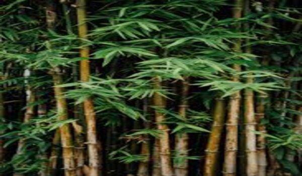 Bamboo Plant - Image 4