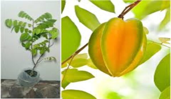 Star Fruit - Image 4