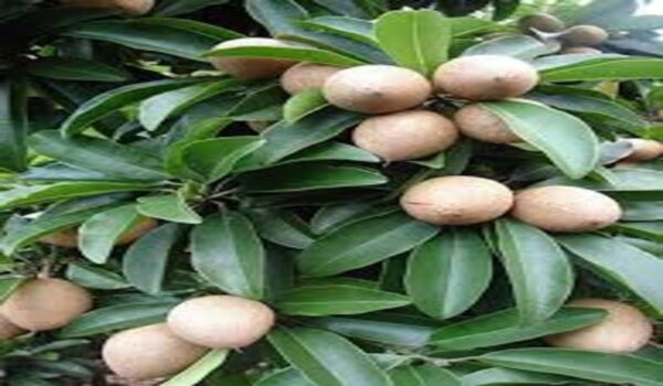 Chikoo - Image 4
