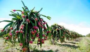 Dragan Fruit
