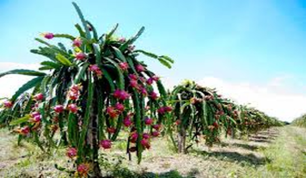 Dragan Fruit