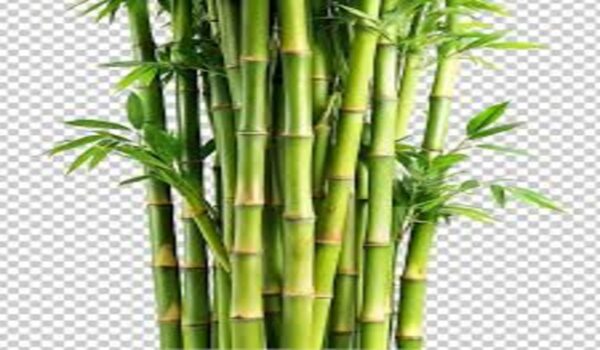 Bamboo Plant - Image 5