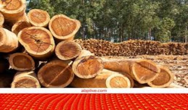 Eucalyptus/Nilgiri - Image 2