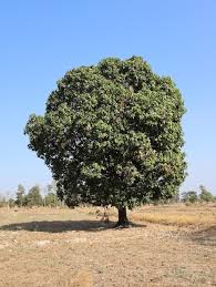 शीशम (Sheesham)
