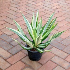 Agave