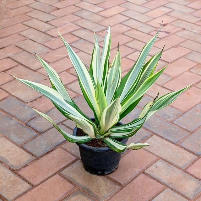 Agave
