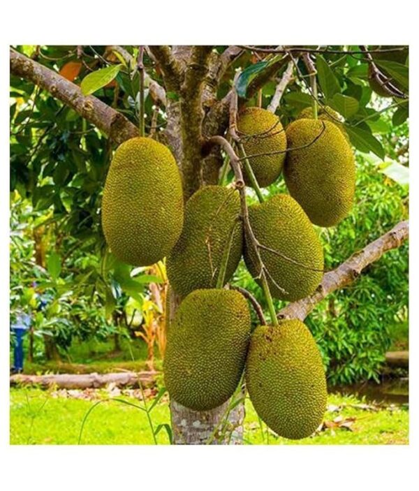 JackFruit/Katahal - Image 2