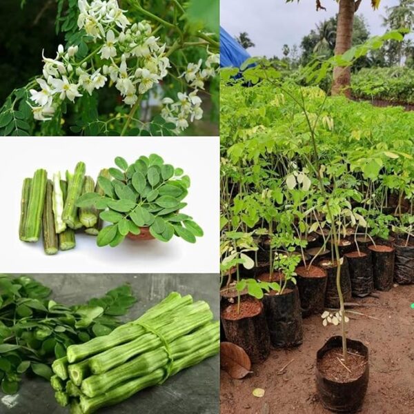 Drumstick/Moringa
