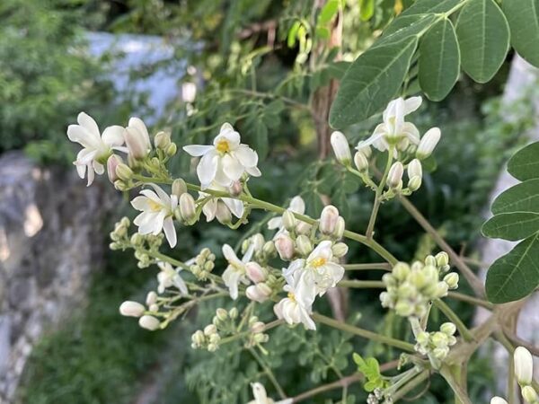 Drumstick/Moringa - Image 3
