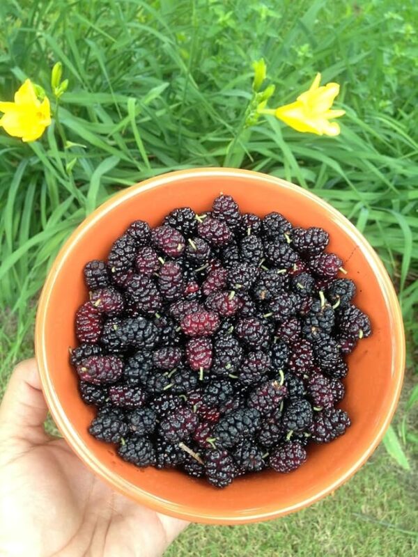 Mulberry/Shahtoot - Image 2