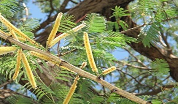 Havan Sticks Type - Image 5