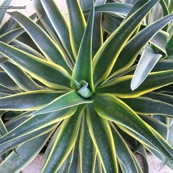 Agave Desmettiana - Image 3