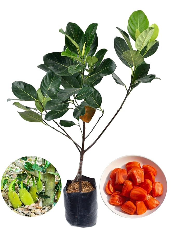 JackFruit/Katahal