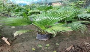 Table Palm