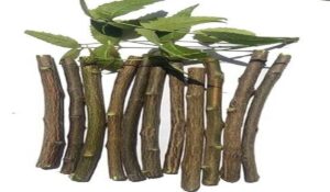 Neem Sticks