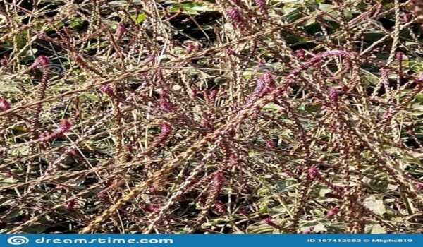 Havan Sticks Type - Image 6