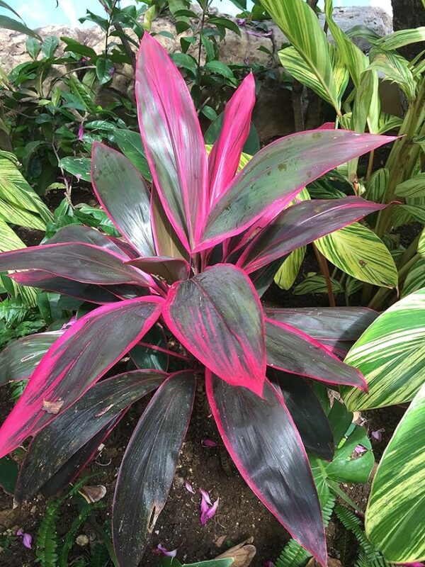 DRACENA - Image 3