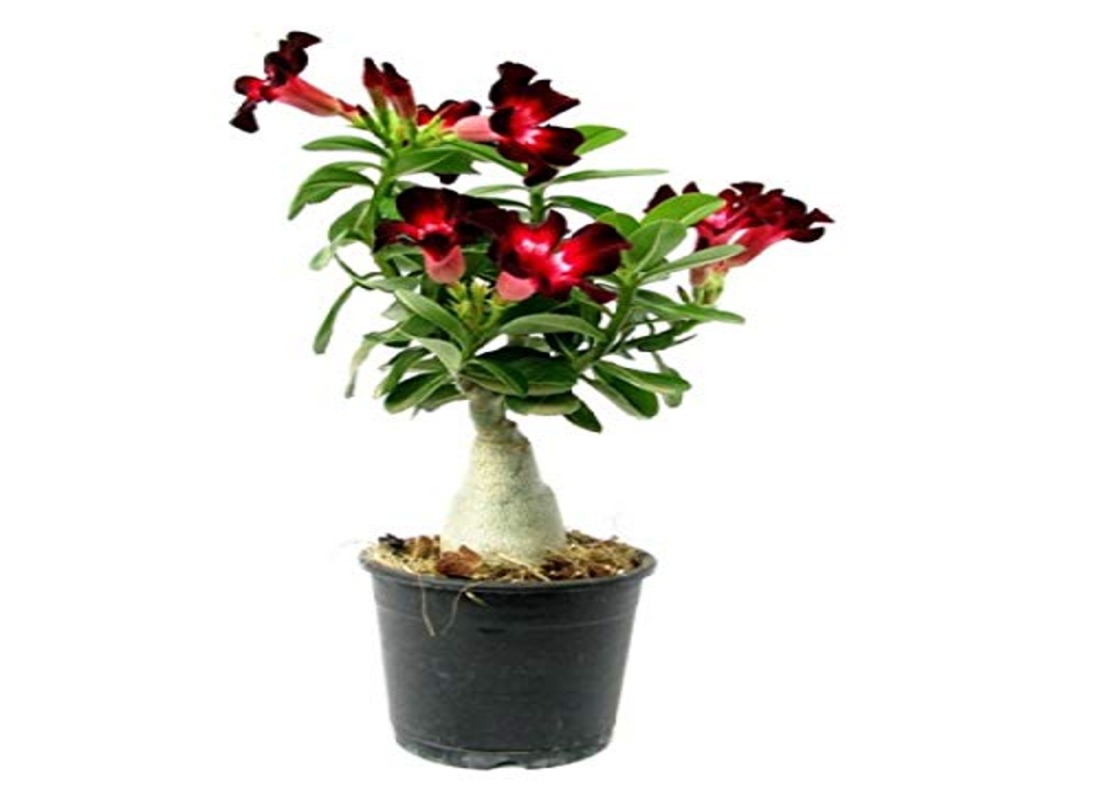 ADENIUM