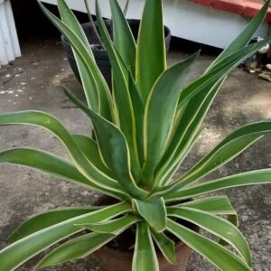 Agave Desmettiana