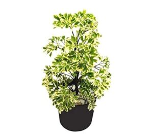 Aralia 1