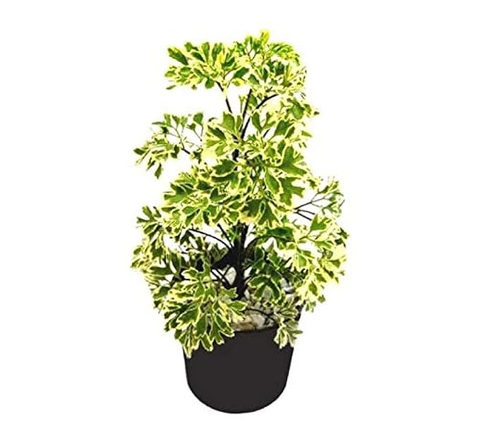 Aralia 1