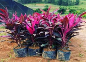 DRACENA