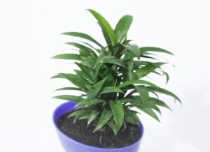 Dracena Fruticosa